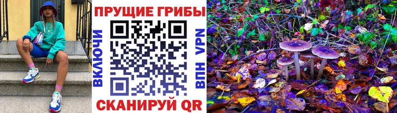 Купить где  Артёмовский  Псилоцибиновые грибы Psilocybine cubensis 